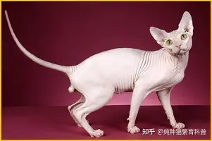 包含约基奇CBA常规赛综述球迷热议的词条